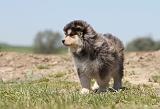 CHIEN FINNOIS DE LAPONIE 575